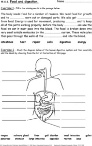 Ks3 Science Free Worksheets Scienceworksheets Net