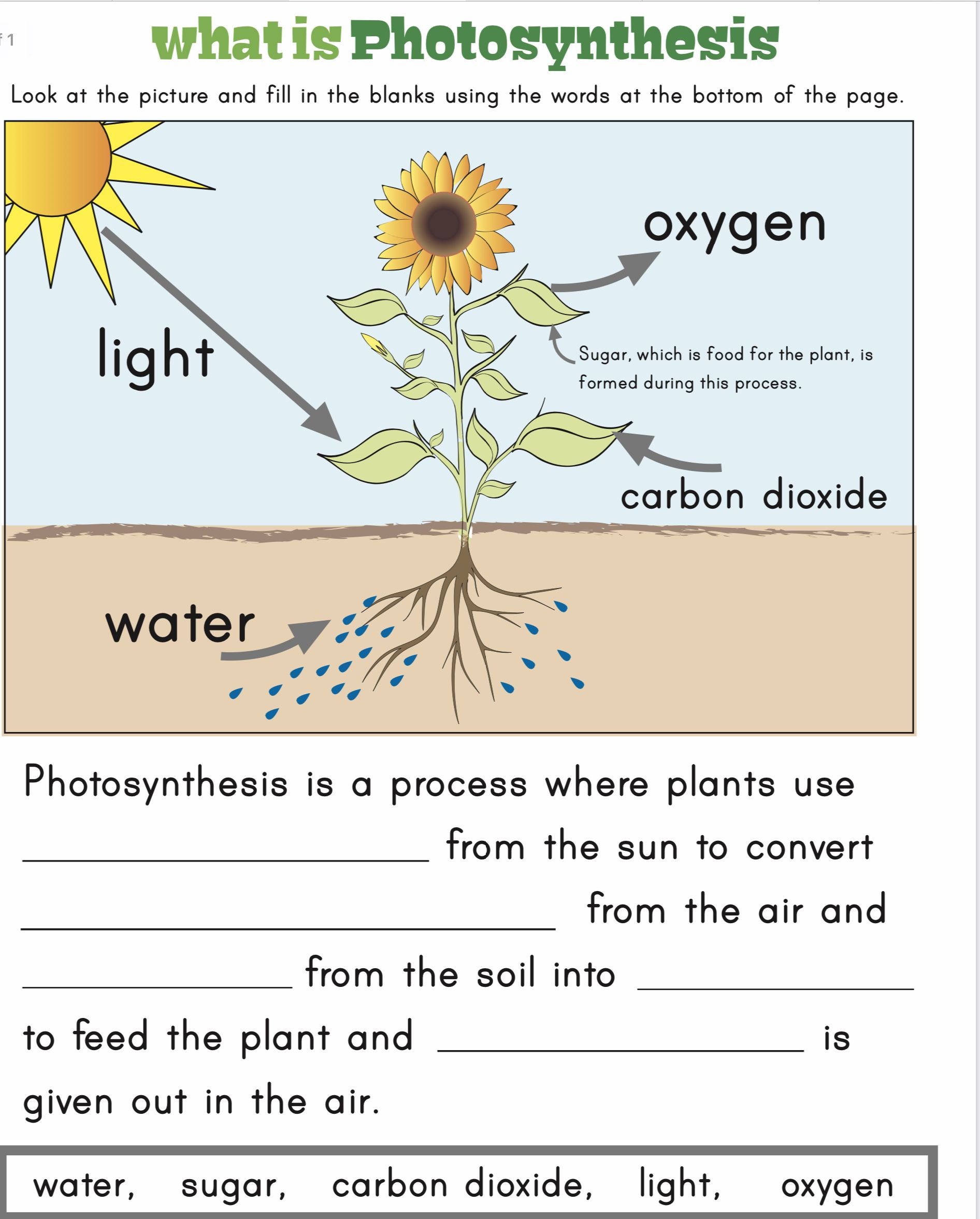 Grade Science Worksheets Plants Make Food Photosyntesis