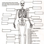 10 5Th Grade Skeletal System Worksheet
