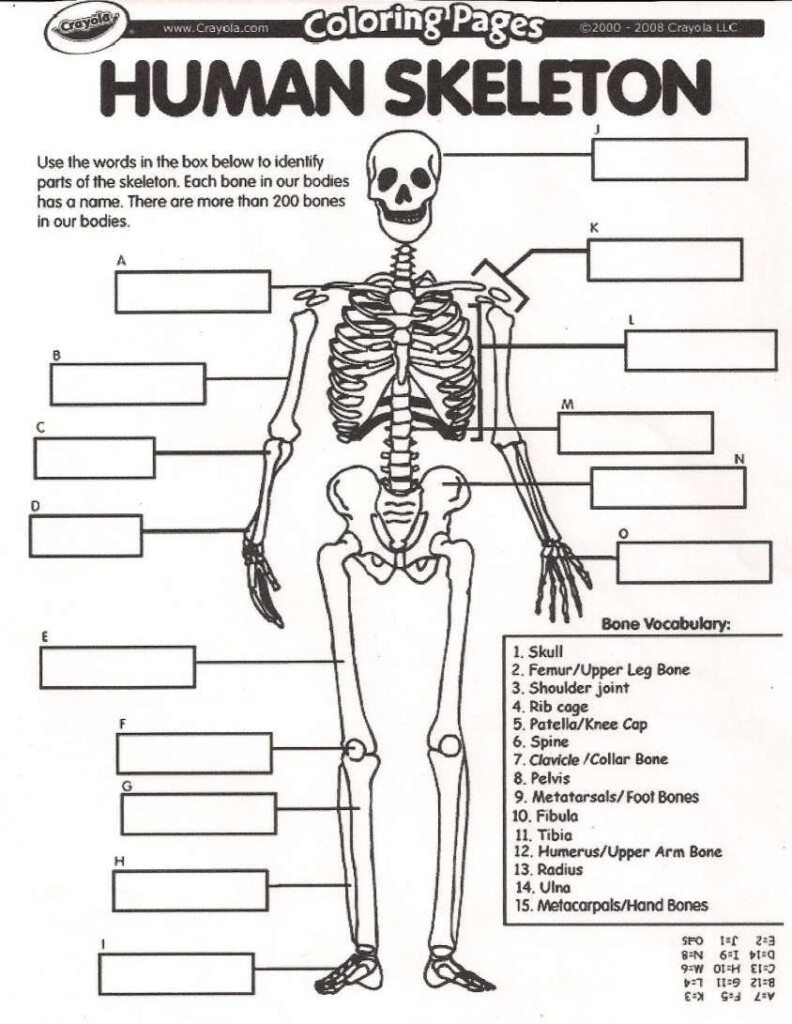 10 5Th Grade Skeletal System Worksheet 