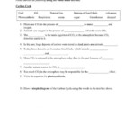 10 Integrated Science Carbon Cycle Worksheet Answers Carbon Cycle