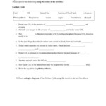 12 Integrated Science Cycles Worksheet Answer Key Carbon Cycle Plant