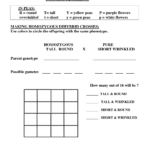 15 Best Images Of Punnett Square Worksheet Answer Key Best 15 Best