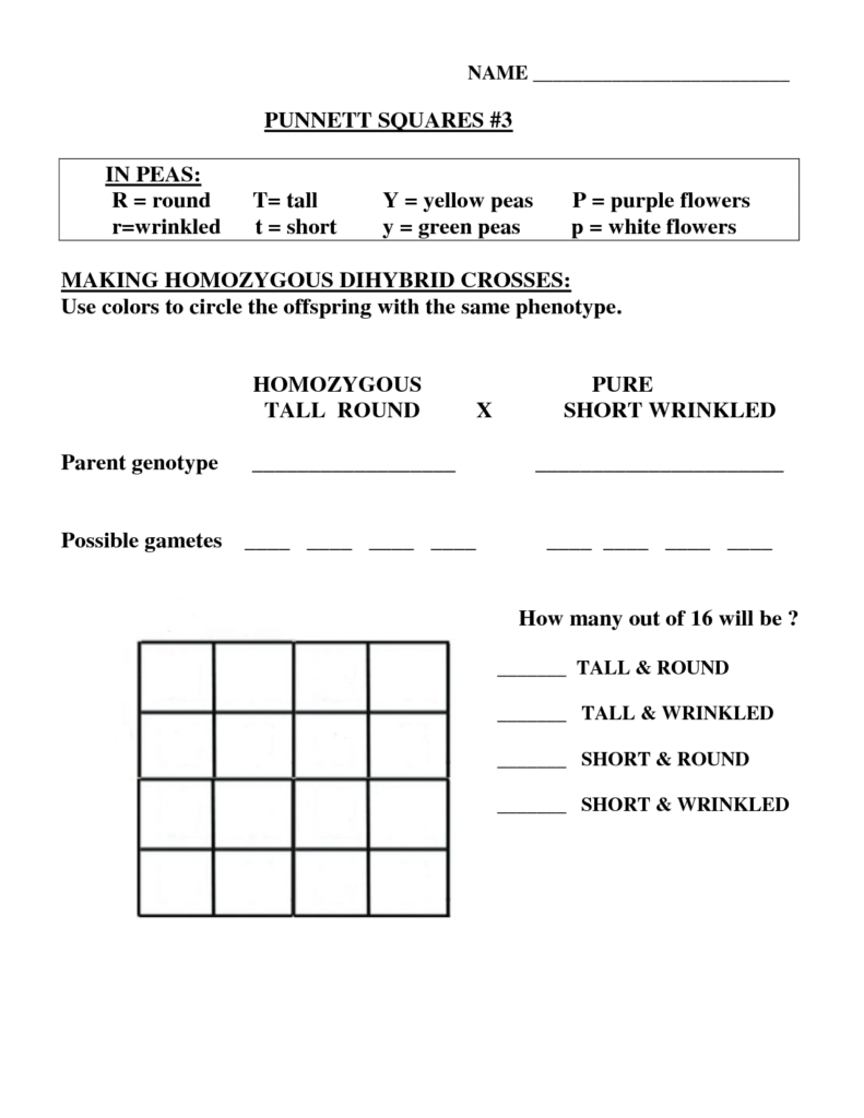 15 Best Images Of Punnett Square Worksheet Answer Key Best 15 Best 