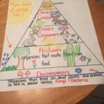 15 Energy Pyramid Worksheet 4Th Grade Teaching Energy 5th Grade