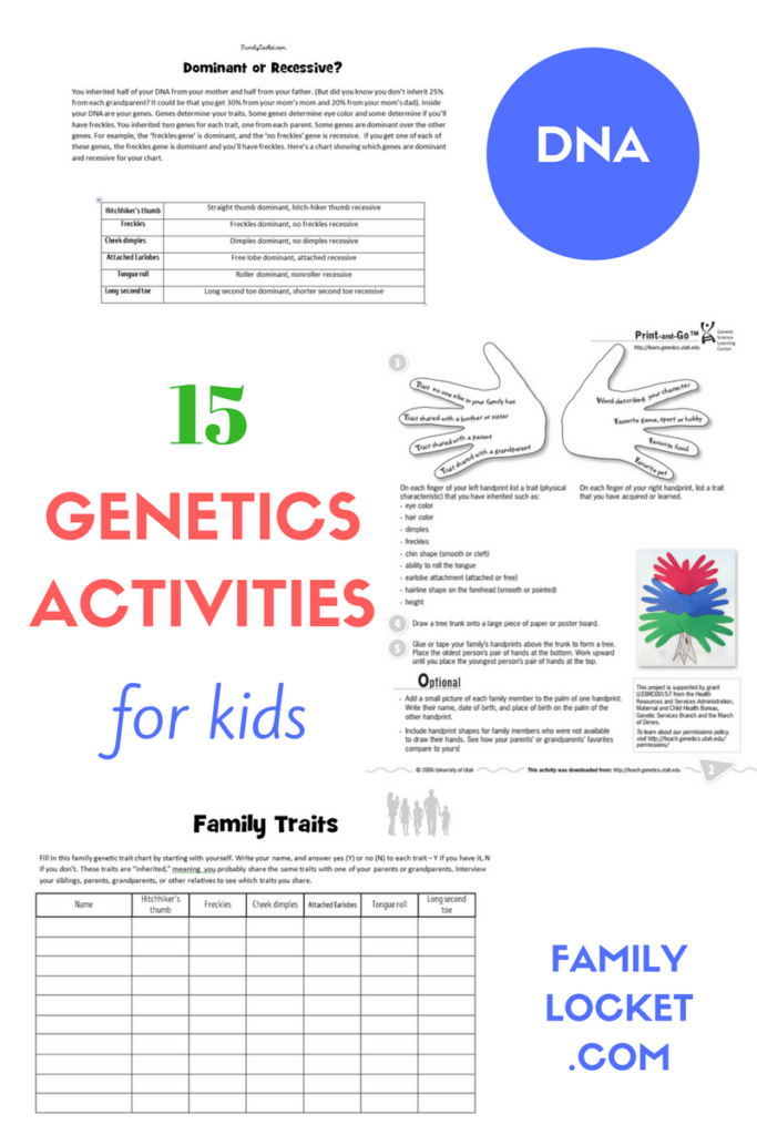 15 Genetics Activities For Kids Genetics Activities Biology For Kids 