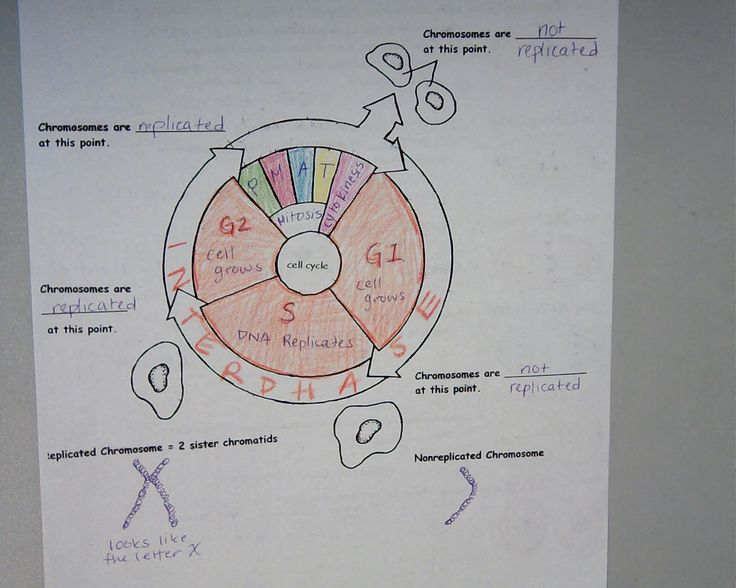 198 Best Genetics Images On Pinterest Life Science Physical Science 