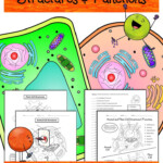 2 Animal Plant Cells Color Label Activities Worksheets Science