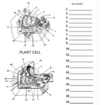 20 5th Grade Cell Worksheets Simple Template Design