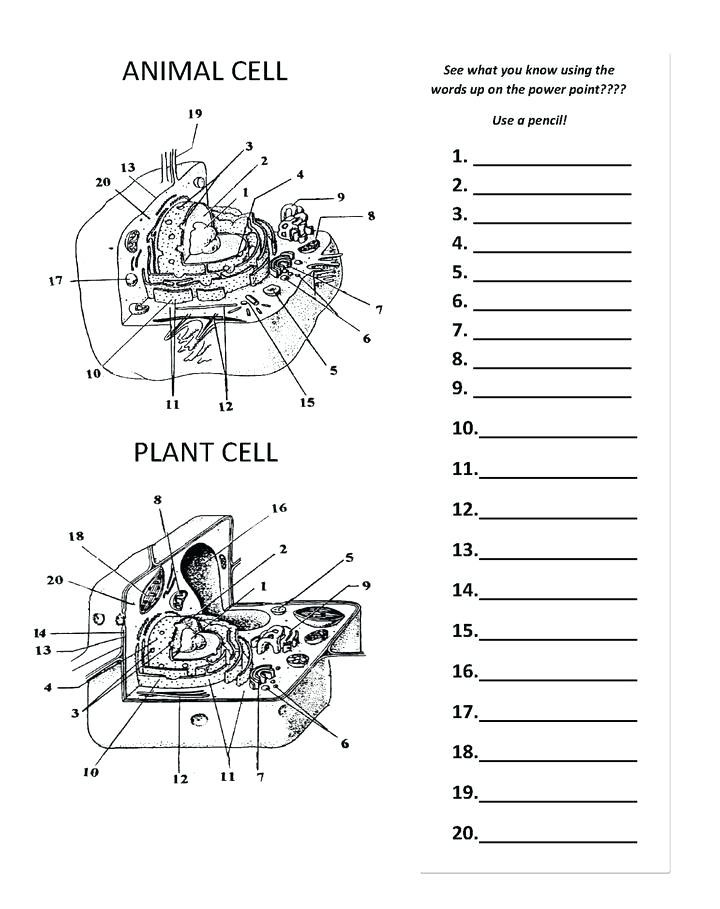  20 5th Grade Cell Worksheets Simple Template Design