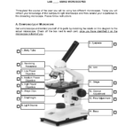 29 Microscope Lab Worksheet Answers Notutahituq Worksheet Information