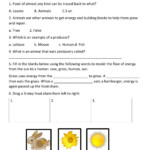 30 Bill Nye Food Web Worksheet