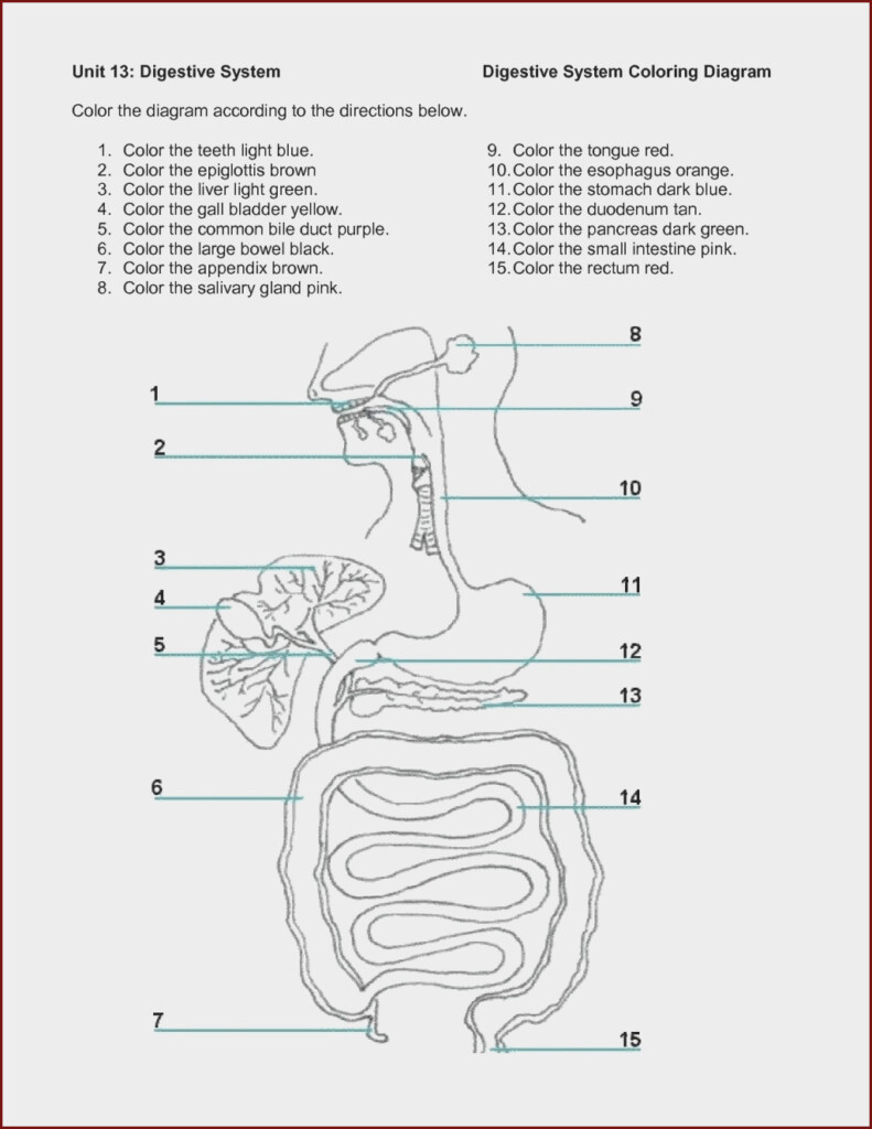 30 Digestive System Worksheet Pdf Education Template