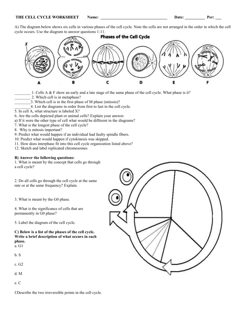 34 The Cell Cycle Worksheet Answers Worksheet Database Source 2020