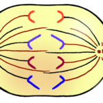 35 Label The Following Diagram Of Mitosis Of An Animal Cell Labels