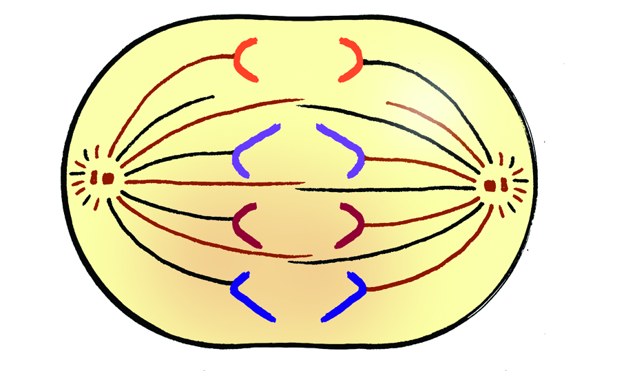 35 Label The Following Diagram Of Mitosis Of An Animal Cell Labels 