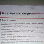 38 Energy Flow In Ecosystems Worksheet Worksheet Source 2021