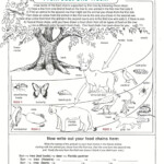 3rd Grade Ecosystem Worksheets Science Worksheets Biology Worksheet