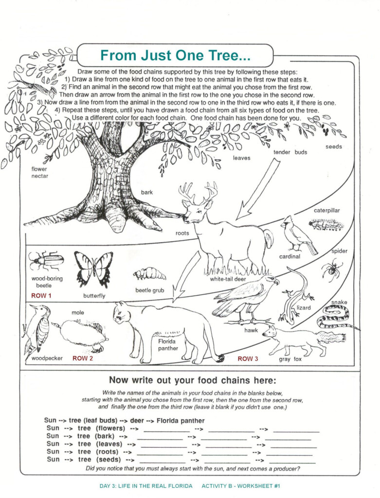 3rd Grade Ecosystem Worksheets Science Worksheets Biology Worksheet 