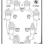 45 Best Science Printables Worksheets Images On Pinterest