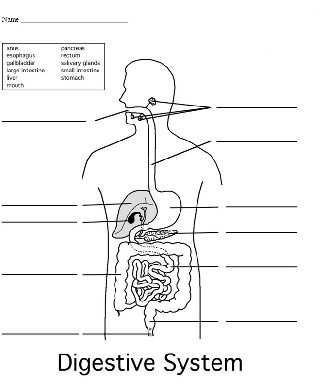 4th Grade Science Worksheets Best Coloring Pages For Kids