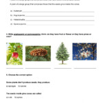 5 The Classification Of Living Things Unit 2 Worksheet