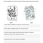 6th Grade Science Cells Worksheets Pdf Sandra Roger s Reading Worksheets