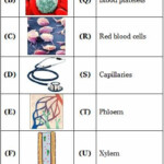 7th Class Worksheets On Transport Of Substances In Animals And Plants