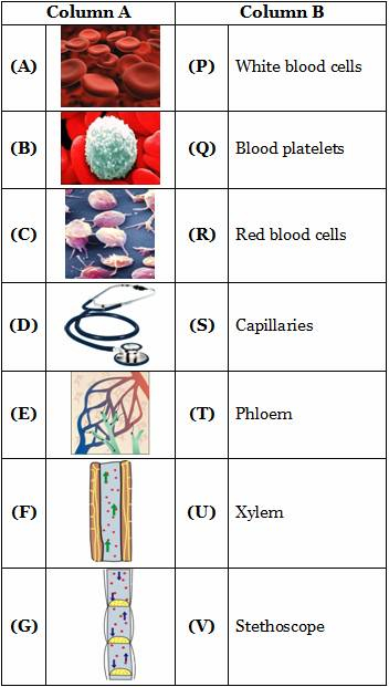 7th Class Worksheets On Transport Of Substances In Animals And Plants