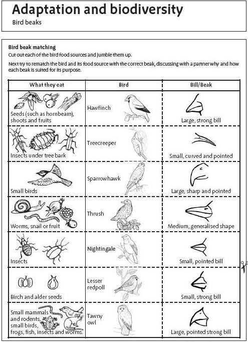 Adaptation 10302012 JPG 495 682 Elementary Science Homeschool