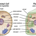 All About Cells Exploring Nature Educational Resource Cell