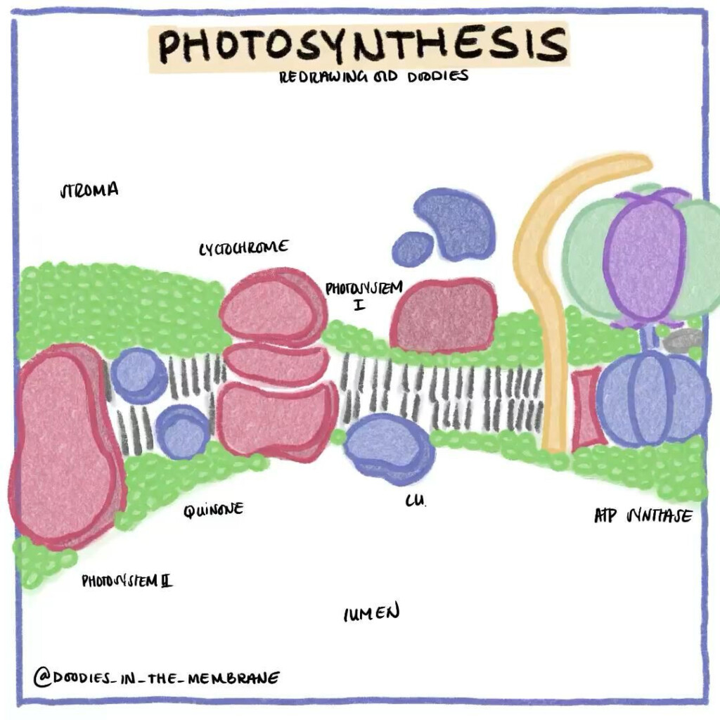 Amoeba Sisters Osmosis Worksheet