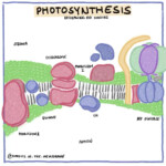 Amoeba Sisters Osmosis Worksheet