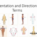 Anatomical Terms Worksheet Answers New Human Anatomy Orientation And