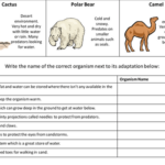 Animal Adaptations Worksheets 5th Grade Worksheets Master