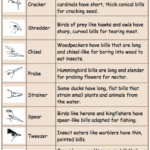 Animal Adaptations Worksheets 5th Grade Worksheets Master