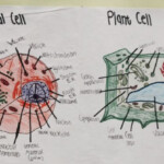 Animal And Plant Cell 7th Grade Science Plant Cell 7th Grade