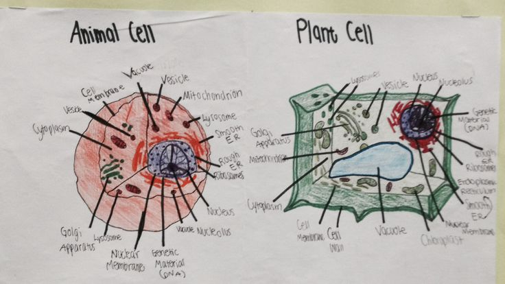 Animal And Plant Cell 7th Grade Science Plant Cell 7th Grade 