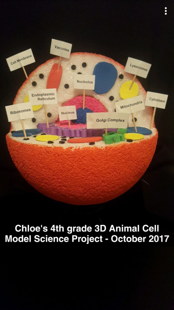 Animal Cell Diagram For 7th Graders Structure Functions And Diagram
