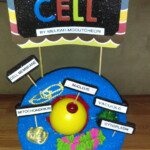 Animal Cell With 5 Organelles 5th Grade Project Animal Cell Project