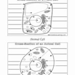 Animal Cell Worksheet Answers New Mr Brown Science Worksheets Teaching