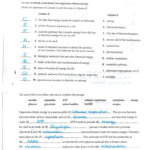 Answers To The Energy And Photosynthesis Study Guide Db excel