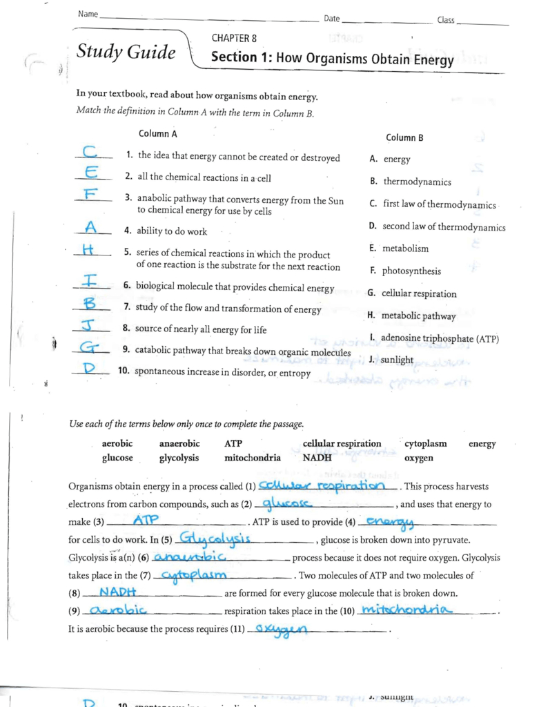 Answers To The Energy And Photosynthesis Study Guide Db excel