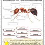 Ant Facts Worksheets Information For Kids Insects For Kids Ants