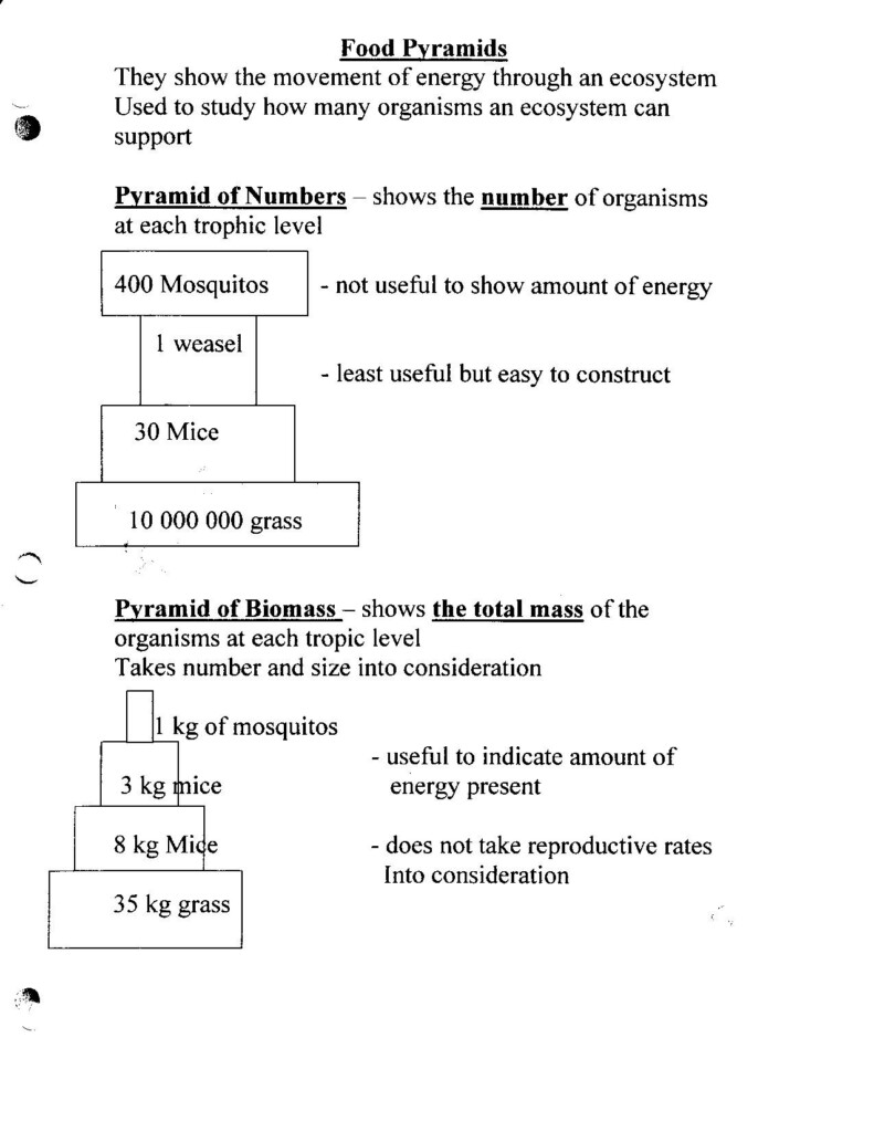 Bill Nye Food Web Video Worksheet Answers Free Arabic Icons Apk Db 