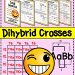 Biology Dihybrid Cross Worksheet Worksheet
