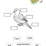 Birds Interactive Worksheet