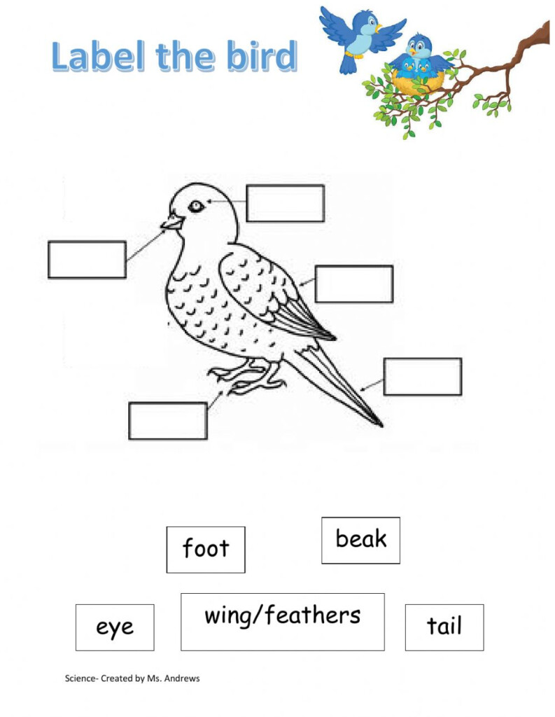 Birds Interactive Worksheet