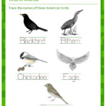 Birds Of America Printable Handwriting Worksheet JumpStart