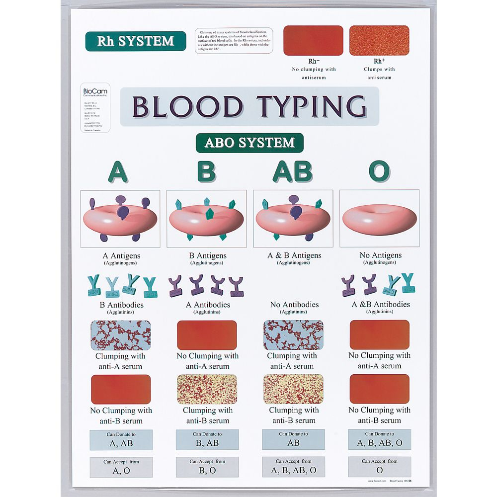 Blood Typing Chart Carolina